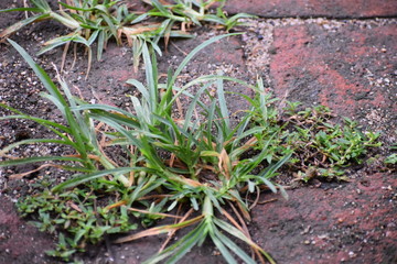 green grass with water drops in the early morning