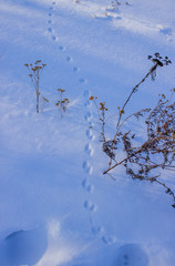 Obraz premium Traces of hares in the snow. Winter forest. Hare.
