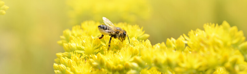 Insekten 5
