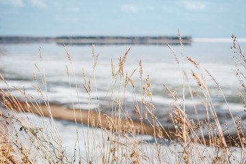 Naklejka premium Spring landscape. Grass on the background of the sea