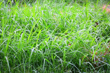 green grass with water drops in the early morning