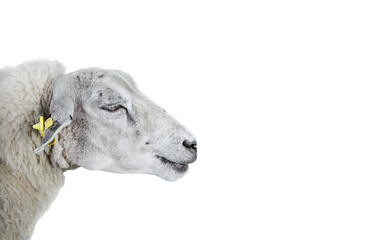 Sheep portrait close up. Beauriful young furry sheep isolated on white background. Farm animals.