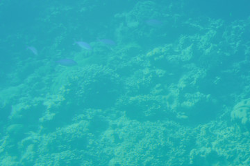 Fototapeta na wymiar Under water. Coral and algae