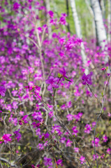 Obraz premium Amur rhododendron, bloom of wild rosemary in the forest. Spring in Russia. Red Book Plant.