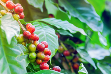 Arabica coffee berries getting ripe on coffee tree in farm
