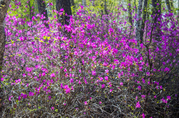 Amur rhododendron, bloom of wild rosemary in the forest. Spring in Russia. Red Book Plant.