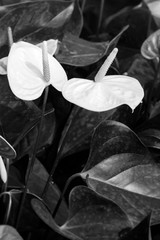 Black and white color of Anthurium flower blooming in botanic garden (Anthurium andraeanum, Araceae or Arum)
