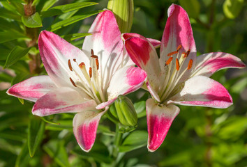 Fototapeta na wymiar Two lilies. Lily is an amazing beauty flower, one of the oldest among many bulbous plants.