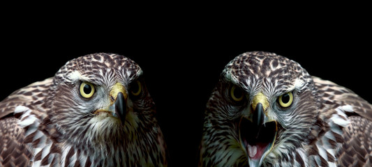 Two hawks close-up on black background