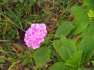 草むらに咲くピンクの一輪の紫陽花