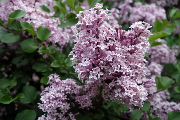 Lilac in bloom.