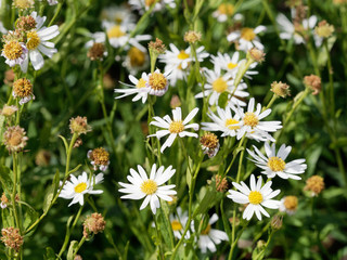 Fototapeta premium Kalimeris incisa 'Alba' or cutleaf Japanese Aster