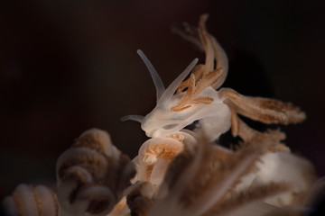 Nudibranch Phyllodesmium jakobsenae. Underwater macro photography from Romblon, Philippines