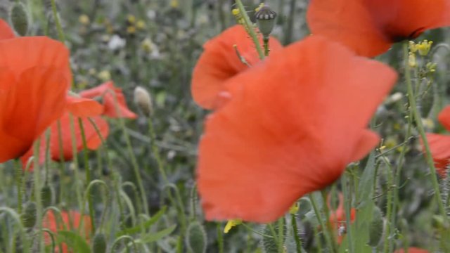 Popy flowers on meadow with grass countryside