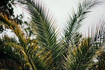 Fototapeta premium Botanischer Garten Greifswald im Juni 2019