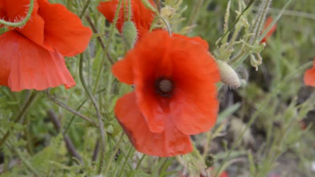 Popy flowers on meadow with grass countryside