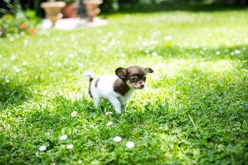 minni Chihuahua