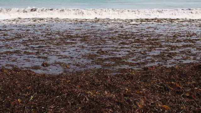 White water wave breaks over algae and splashes up over beach cast. 60fps