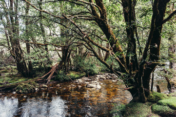 moss trees and creek at Cradle Mountain hiking Tasmania Australia