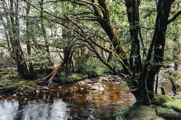 Papier peint Mont Cradle moss trees and creek at Cradle Mountain hiking Tasmania Australia