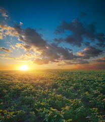 Soybean field