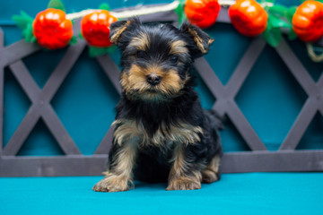 yorkshire terrier on turqiouse background