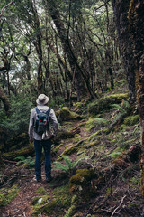 Obraz premium moss trees at Cradle Mountain hiking Tasmania Australia