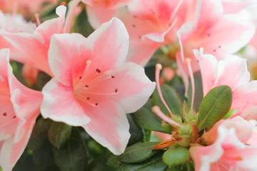 Deurstickers Azalea Heerlijke roze en witte azalea bloemen.