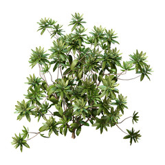 Obraz premium 3D Rendering Rhododendron Plant on White