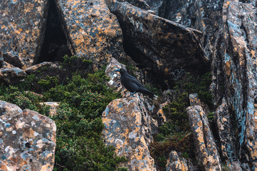 Cradle Mountain hiking Tasmania Australia