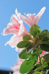 Delightful pink and white azalea flowers.