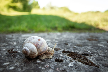 Background, nature, snail crawling on a stone in the park, close-up, soft focus. Snails in the city park. Wildlife
