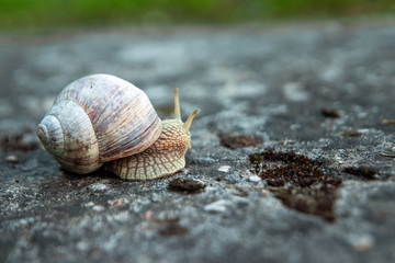 Background, nature, snail crawling on a stone in the park, close-up, soft focus. Snails in the city park. Wildlife