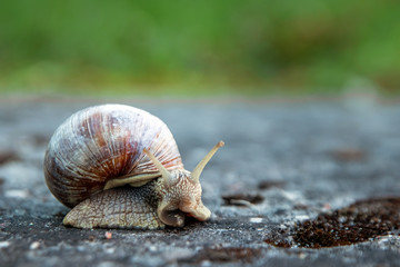 Background, nature, snail crawling on a stone in the park, close-up, soft focus. Snails in the city park. Wildlife