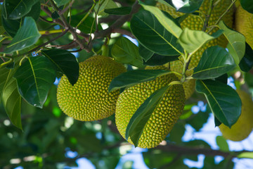 Jackfruit
