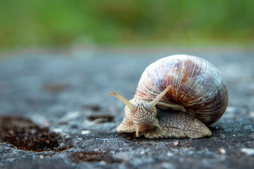 Background, nature, snail crawling on a stone in the park, close-up, soft focus. Snails in the city park. Wildlife