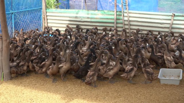 brown ducks are quacking in organic duck farm waiting for food
