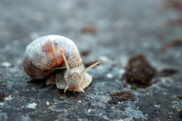 Background, nature, snail crawling on a stone in the park, close-up, soft focus. Snails in the city park. Wildlife