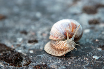 Background, nature, snail crawling on a stone in the park, close-up, soft focus. Snails in the city park. Wildlife