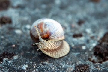 Background, nature, snail crawling on a stone in the park, close-up, soft focus. Snails in the city park. Wildlife