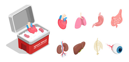 Human Organs Isometric Set