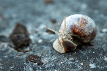 Background, nature, snail crawling on a stone in the park, close-up, soft focus. Snails in the city park. Wildlife