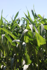 Liść kukurydza zielony - obrazy, fototapety, plakaty