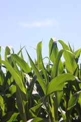 Liść kukurydza zielony - obrazy, fototapety, plakaty