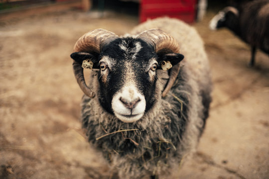 Schafe im Portrait