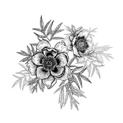 Branch of garden flowers peonies and leaves. Black and white vector illustration. © marinavorona