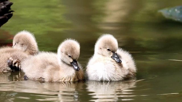 Baby black swans swimming in the lake, cute fluffy cygnets floating on the water, 4k footage slow motion.