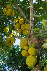 Jackfruit tree