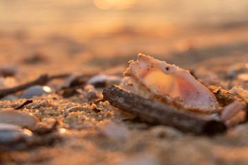 snail on stone at the beach