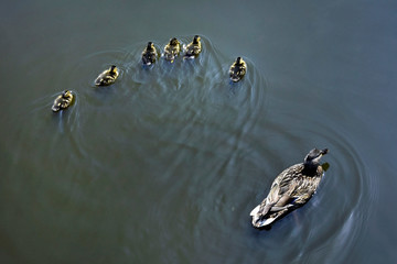 Mother and small duckling are swimming for food at the pond in the park in Russia.